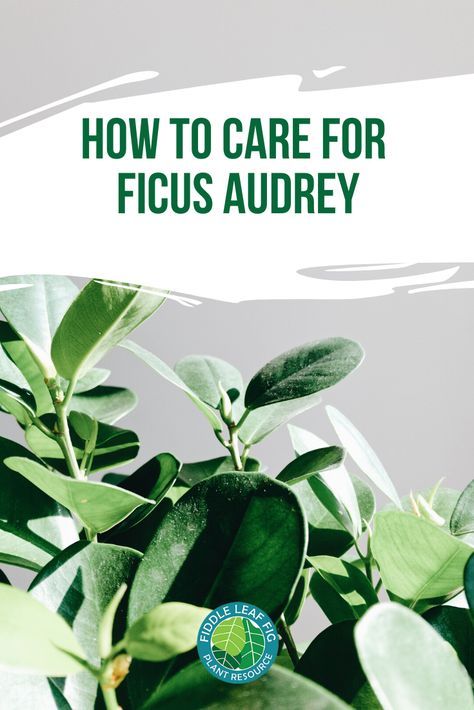 Audrey Ficus Tree Indoor, Ficus Audrey Care, Audrey Ficus Tree, Ficus Tree Indoor, Audrey Ficus, Ficus Audrey, Houseplants Low Light, Tree Indoor, Ficus Benjamina