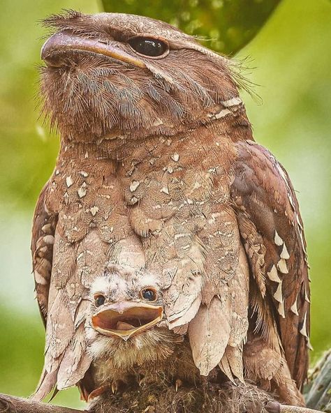 28 Cute Frogmouth Babies That Have Very Expressive Looks Ghost Bird, Tawny Frogmouth, Nocturnal Birds, Australian Birds, Baby Bird, Wildlife Nature, Exotic Birds, Wildlife Animals, Colorful Birds