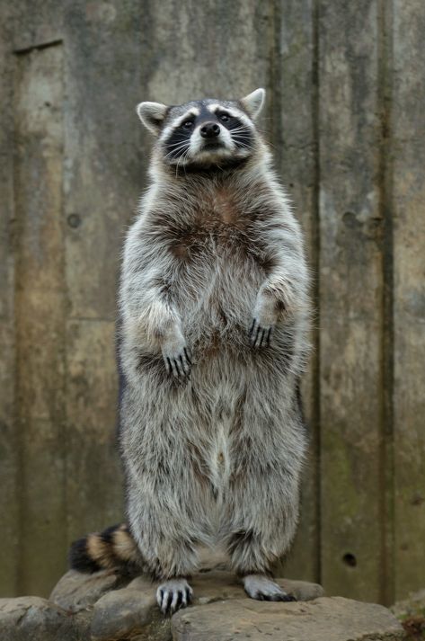 Attention! | Common Raccoon | No. Ge. | Flickr Raccoon Standing Up, Raccoon Holding Something, Funny Raccoon Pictures, Raccoon Anatomy, Raccoon Reference, Raccoon Standing, Raccoon Pfp, Ringtail Cat, Raccoon Wallpaper