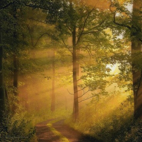 Sunny forest Sunshine Forest Aesthetic, Sunlit Forest Aesthetic, Sunny Nature Aesthetic, Yellow Forest Aesthetic, Sunny Forest Aesthetic, Sunset Forest Aesthetic, Yellowish Green Aesthetic, Lights In The Woods, Sunny Core