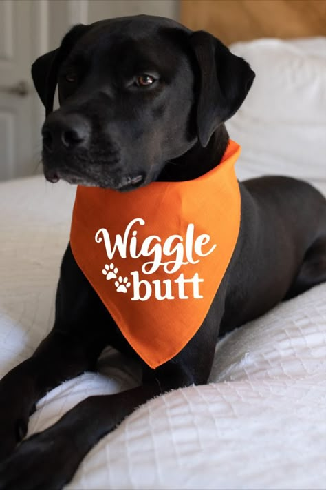 black dog sitting on a bed, wearing an orange dog bandana with white text that reads "Wiggle Butt" Dog Bandana Cricut, Dog Bandana Quotes, Funny Dog Bandana Sayings, Dog Bandana Sayings, Dog Tshirt Ideas, Dog Bandana Ideas, Funny Dog Sayings, Dog Bandanna, Dog Grooming Business