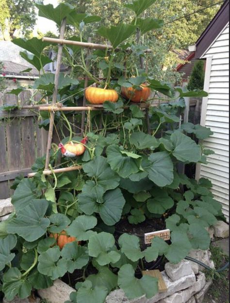 Vertical Pumpkin Patch, Pumpkin Trellis, Witch's Garden, Pumpkin Patch Pictures, Goth Garden, Bucket Gardening, Growing Pumpkins, Witch Garden, Vertical Gardening