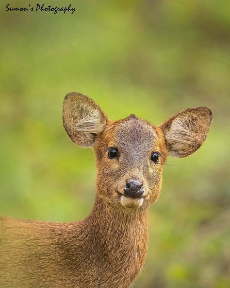 40 Incredible Photos Capturing The Beauty Of Indian Wildlife Indian Wildlife, Wildlife Of India, Beautiful Dogs Photos, Photography Inspiration Nature, Forest And Wildlife, Wildlife Photographer, Indian Photography, Wild Dogs, Photography Awards