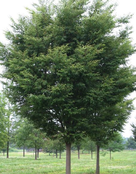 Green Vase Japanese Zelkova Trees | Zelkova serrata 'Green Vase' Tree | Moon Nurseries Japanese Cedar Tree, Zelkova Tree, Emerald Spreader Japanese Yew, Green Vase Zelkova Tree, Japanese Forest Grass Aureola, Japanese Zelkova Tree, Best Shade Trees, Acer Negundo Tree, Patio Trees