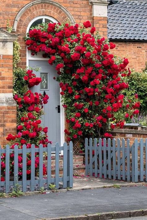 16 Shrubs that Climb Like a Vine | Balcony Garden Web Front Porch Vines, Roses In Front Of House, Vine Balcony, Climbing Plants Fast Growing, Porch Mood Board, Climbing Flowering Vines, Red Climbing Roses, Sky Goddess, Goddess Temple