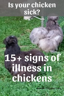 Chicken Illness, Chickens For Eggs, Urban Chicken Farming, Baby Chicks Raising, Raising Ducks, Portable Chicken Coop, Backyard Chicken Farming, Chicken Ideas, Chicken Health