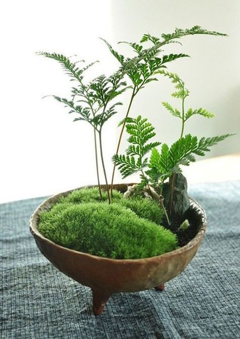 15+ Best Indoor Tabletop Garden Ideas & Designs For 2020 Mini Succulent Garden, Kaktus Dan Sukulen, Bonsai Ideas, Ferns Garden, Moss Terrarium, Moss Garden, Have Inspiration, Garden Terrarium, Mini Succulents