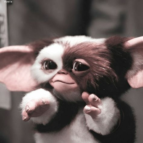 Gizmo The Gremlin, Gizmo Aesthetic, Gremlins Aesthetic, Gizmo Wallpaper, Movie Profile Picture, Gremlin Aesthetic, Cute Gremlin, Gremlins Art, Gremlins Movie