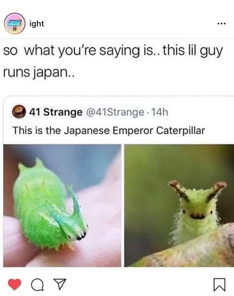 Japanese Emperor Caterpillar, Emperor Caterpillar, Japanese Emperor, Wholesome Memes, Cute Creatures, Cute Little Animals, Animal Memes, Tumblr Funny, Cute Funny Animals