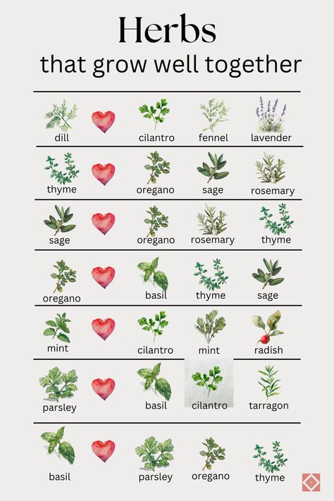 Discover the secrets of companion planting with herbs! 🌱 This beginner-friendly guide shows you the ideal herbs to plant beside each other for pest control, growth, and flavor. 🐛🌶️ Learn which herbs pair perfectly with veggies like tomatoes, cabbage, and asparagus. 🍅 Plus, find out why basil and dill are your garden's best friends! 🌿👭 Get six perfect pairs for herb gardens and tips at the link. #HerbGardening #CompanionPlanting Planting Herbs From Seeds, Back Deck Herb Garden, Starter Herb Garden, Herb Border Garden, Different Types Of Herbs, Herb Charts Free Printable, Herb Front Garden, Herb Guide For Witches, Easiest Herbs To Grow Outdoors