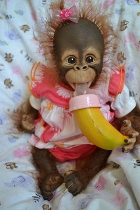 Download Baby monkey wallpaper by mirapav - 81 - Free on ZEDGE™ now. Browse millions of popular baby monkey Wallpapers and Ringtones on Zedge and personalize your phone to suit you. Browse our content now and free your phone Baby Orangutan, Monkey Doll, Monkeys Funny, Cute Monkey, Baby Monkey, Primates, Sweet Animals