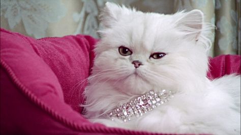 Close Up Persian Cat Wearing Diamond Collar Lying In Pink Cat Bed ... Runway Photography, Purple Dog Collar, Diamond Collar, Velvet Dog Collar, Red Dog Collar, Diamond Cat, Fancy Dog, Fancy Cats, Bargain Shopping