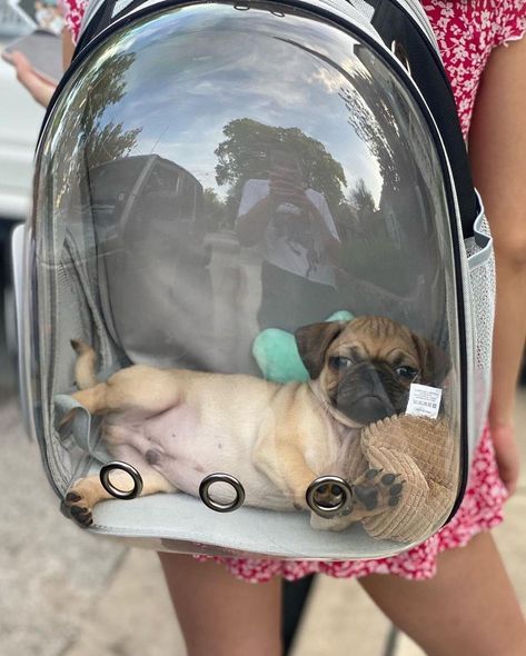 Dog Backpack Carrier, Small Pet Carrier, Airline Pet Carrier, Cat Backpack Carrier, Emotional Support Dog, Dog Backpack, Cat Backpack, Transparent Bag, Travel Hiking