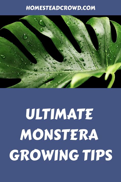 Discover the simple steps to successfully cultivate a Monstera deliciosa plant indoors. Master the essentials of optimal lighting, soil composition, watering regimen, and pruning techniques tailored for this exotic tropical plant species. Elevate your indoor gardening skills as you nurture the splendid foliage of this remarkable houseplant. Deliciosa Plant, Monstera Plants, Growing Tips, Monstera Plant, Monstera Deliciosa, Plant Species, Tropical Plants, How To Grow, Beautiful Gardens