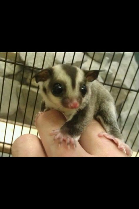 Sugar glider, my next pet! Sugar Glider Baby, Sugar Glider Pet, Flying Animals, Bear Honey, Kat Diy, Sugar Bears, Sugar Gliders, Cuddly Animals, Chinchillas