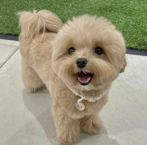 Maltipoo Grooming Styles, Maltipoo Haircut Styles, Cute Fluffy Puppies, Cute Fluffy Dogs, Cute Teacup Puppies, Teacup Yorkie Puppy, Ugly Dogs, Puppy Grooming