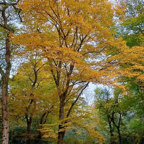 Beautiful Beech Tree in full autumn glory in Epping Forest. Stunning to turn the corner and see this magnificent wash of deep yellow. #eppingforest • #naturememos • #autumnmemos • #autumnglory • #beechtree • #beechtreeautumn • #yellowleaves • #autumnyellow • #autumnuk • #colourmemos Uk Nature, Epping Forest, Deep Yellow, Beech Tree, Yellow Leaves, Nature Photos, Forest, Turn Ons, Yellow