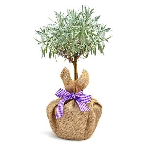 MINI STEMMED LAVENDER-Ideal- Plants & Flower Gifts For Mothers Day, Birthday & For All Gift Occasions Giftaplant http://www.amazon.co.uk/dp/B00IAR6GHQ/ref=cm_sw_r_pi_dp_VW0pwb15JCEX1 Easter Plants, Heather Plant, Lavender Plants, Rosemary Plant, Plant Gift, Bird Houses Diy, Lavender Plant, Christmas Gifts For Girlfriend, Flower Spike