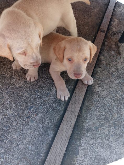 Labrador Retriever Puppies Yellow Labrador Retriever Puppy, Golden Retriever Lab Mix, Working Labrador Retriever, Hunting Labrador Retriever, Puppies For Sale Near Me, Yellow Labrador Retriever, Retriever Puppies, Labrador Retriever Puppies, Yellow Labrador