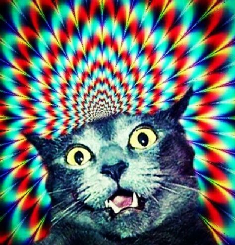 Wacky cat Trippy Cat, Cocoppa Wallpaper, Space Cat, Cat Mug, Crazy Cat, Silly Cats, Crazy Cat Lady, Animated Gifs, Crazy Cats