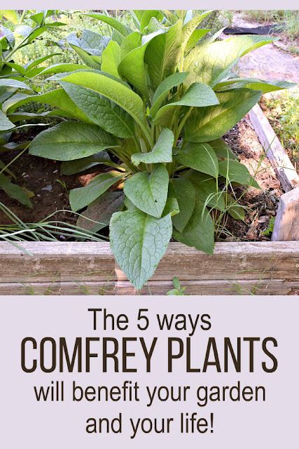 Homestead Business, Growing Herbs In Pots, Comfrey Plant, Ladder Ideas, Sustainable Homestead, Lavender Plants, Medicinal Herbs Garden, Homestead Ideas, Herb Garden Design