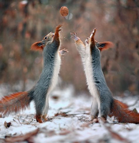 squirrel-photography-russia-vadim-trunov-11 Photography Artistic, Cute Squirrel, Cute Critters, Backstreet Boys, Ideas Photography, Animal Pics, Sweet Animals, Rodents, Animal Planet