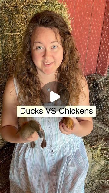 Jenna Asche on Instagram: "Which egg laying bird would you choose? 🦆 🐓 

#ducksvschickens #ducks #ducklings #chicks #chickens #raisingchickens #raisingducks #duckeggs #farm #farmstead #homestead #sahm" Ducks Vs Chickens, Chicken Care, Raising Ducks, Duck Eggs, Egg Laying, The Farmhouse, Raising Chickens, March 20, The Hill