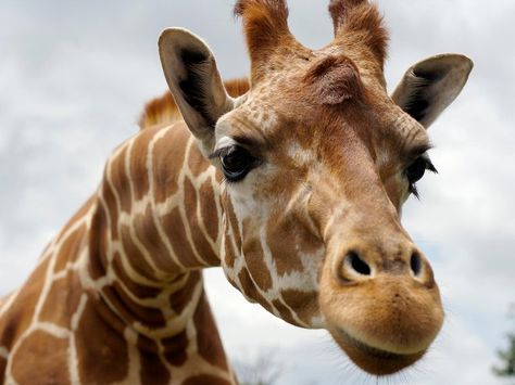 A Giraffe, Giraffes, Trees, Blue