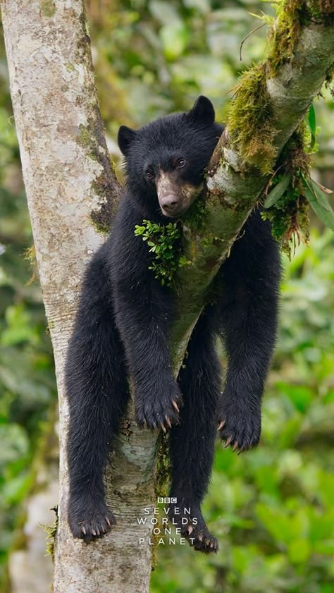 Anime Animals Wallpaper, Black Bear Photography, Black Bear Cartoon, Andean Bear, Wild Bear, American Black Bear, Bear Tattoos, Bear Drawing, Black Bears