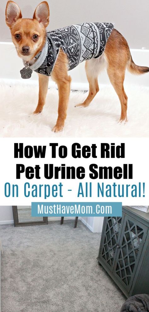 Best pet urine remover to naturally remove pee odor left behind by cats or dogs from your carpets via @musthavemom Ad Diy Dog Pee Odor Remover, Remove Dog Urine Smell, Essential Oils For Pet Odor Urine Smells, Best Pet Urine Remover Odor Eliminator, How To Eliminate Pet Odor Urine Smells, Neutralize Cat Urine Odor, Pet Urine Smell, Urine Remover, Urine Smells