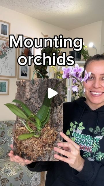 Krystal Duran on Instagram: "Orchid are epiphytes. They grow on top of other plants and are not anchored in the soil. Epiphytes take up their nutrients from water, air, and debris around them. 

Living in Indiana, fall and winter temperatures get less than 55 degrees consistently which would prevent us from being able to anchor orchids or other plants to trees so this will just have to do. 

When choosing a board, choose one that is rot resistant. I used cork bark since it doesn’t rot but it’s also very easy to make holes in. It’s fairly plyable. 

Hang in a spot that will get light, water the moss when it’s almost dry, and you can incorporate liquid orchid  fertilizer in the water when blooms fall off. 

Now we can live our orchid hanging dreams… inside 🌸

#plantstylist #orchidlove #plan Orchid On Wall, Orchid In Driftwood, Orchid Landscape Ideas, Unique Orchid Planters, Wall Orchids Ideas, Orchid Growing On Trees, Orchid On Tree Trunk, Orchid Ideas Hanging, Orchid Holder Ideas