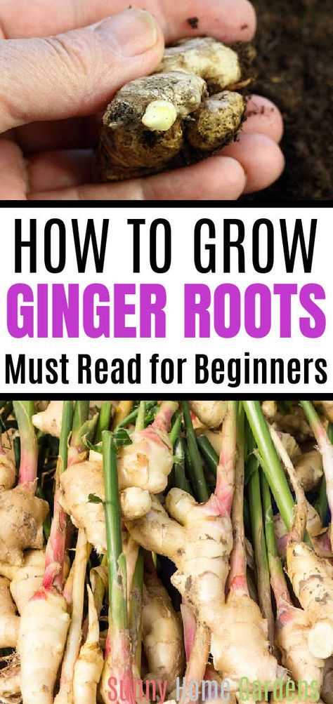 Uses For Fresh Ginger Root, Storing Fresh Ginger Root, Growing Ginger In Containers, Using Fresh Ginger Root, Dehydrating Ginger Root, Harvesting Ginger Root, How To Plant Ginger Root, Growing Your Own Herbs, Grow Ginger From Scraps