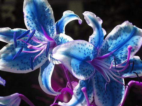 Blue Stargazer Lily! Officialy my fav flower.                                                                                                                                                      More Blue Stargazer Lily, Lily Seeds, Lily Bulbs, Stargazer Lily, Blue Lily, Lily Plants, Bonsai Plants, Rare Flowers, Bulb Flowers