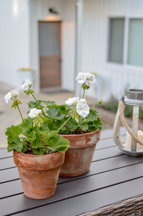 Garden Terracotta Pots, Terracotta Planters Outdoor, Geraniums In Terracotta Pots, White Geraniums Planters, Potted White Geraniums, Exterior Potted Plants, Flowers In Terracotta Pots, Flowers In Pots Ideas Outdoors, Cottage Deck Ideas