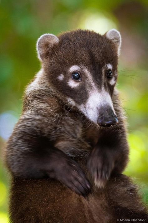 Cozumel Island, Unusual Animals, Animal Species, Silly Animals, Animal Heads, Cozumel, Weird Animals, Cute Creatures, Animals Of The World