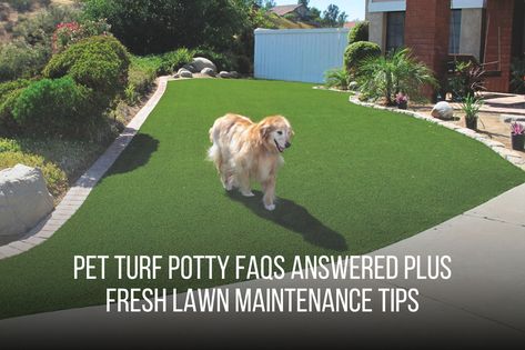 Get the answers to all your pet turf potty FAQs and tips on keeping your lawn fresh and clean. 

https://fieldturflandscape.com/residential/can-dogs-pee-on-artificial-grass/

#petturf #petturfinstallation #artificialgrass #faq Artificial Grass For Dogs, Pet Turf, Turf Installation, Artificial Grass Installation, Dog Urine, Dog Yard, Wet Spot, Fake Grass, Synthetic Turf