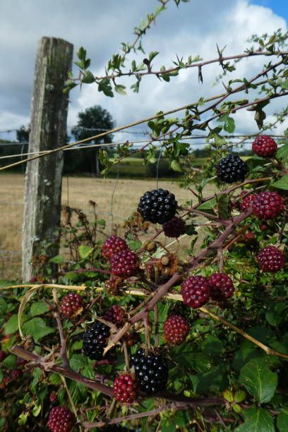 Wild Blackberries Aesthetic, Thorn Bush Aesthetic, Bramble Bush, Blackberry Vine, Australian Gothic, Thorn Bush, Thorny Bushes, Blackberry Bushes, Archer's Voice