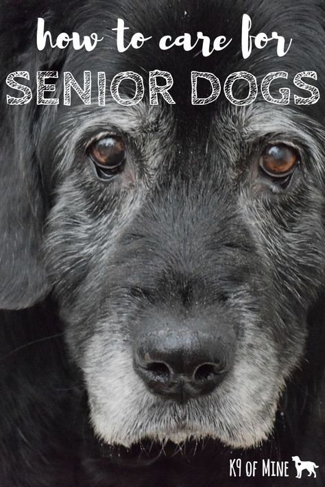 Senior Dog Care, Elderly Dog Care Tips, Senior Dogs, Senior Dogs Care, Boxer Dogs Funny, Elderly Dogs, Dog Health Care, Dog Allergies, Nursing