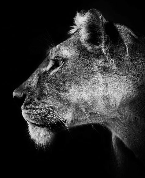 Lioness Tattoo, Exhibition Ideas, Female Lion, White Pictures, Mountain Lion, African People, Artist Aesthetic, Trading Post, Black White Photos