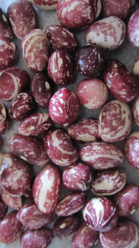 Good Mother Stallard heirloom Beans, I have never tasted any bean like this oh so good! Beans Aesthetic Food, Old Settler Beans, Beans Plant, Old Settlers Beans, Heirloom Beans, Eastern Eggs, Good Mother, Kinds Of Beans, Beans Beans