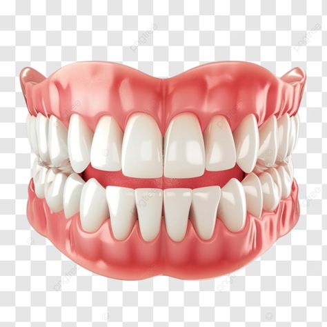 3d model of teeth and gums structure realistic teeth human gums dental illustration png Dental Illustration, Teeth Png, Dental Animation, Tooth Art, Teeth Images, Dental Posters, Medical Animation, Teeth Art, Human Teeth