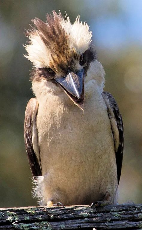 Laughing Kookaburra Photo Gallery – Be Your Own Birder Kookaburra Laughing, Laughing Kookaburra, Children's Book Characters, Australian Birds, Bujo Inspiration, Book Characters, Photo Galleries, Art Journal, Birds