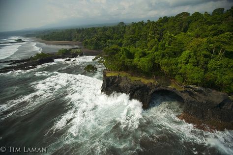 Bioko Island, Equatorial Guinea Hispanic Countries, Wildlife Photos, African Countries, Primates, East Africa, West Africa, Photo Archive, Equatorial Guinea, Beautiful World