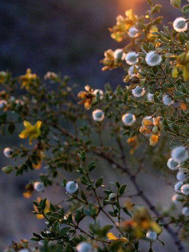 Creosote bush....smells heavenly after a rain. Xeriscaping Ideas, Creosote Bush, Desert Palette, Arizona Nature, Arizona Garden, Desert Rain, Desert Gardens, Live Earth, Arizona Gardening