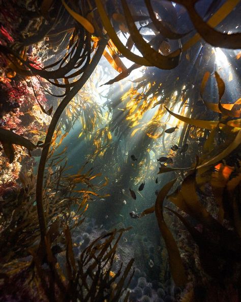 Helen Walne в Instagram: «Hello, kelp. Hello, fish. Hello, beautiful crazy copper-rubbed world. Hello, coins on tracks. Hello, frog in its throat in a soft trench in…» Beautiful Crazy, Kelp Forest, Mermaid Aesthetic, Hello Beautiful, Nature Aesthetic, New Wall, Pretty Places, Tahiti, Marine Life