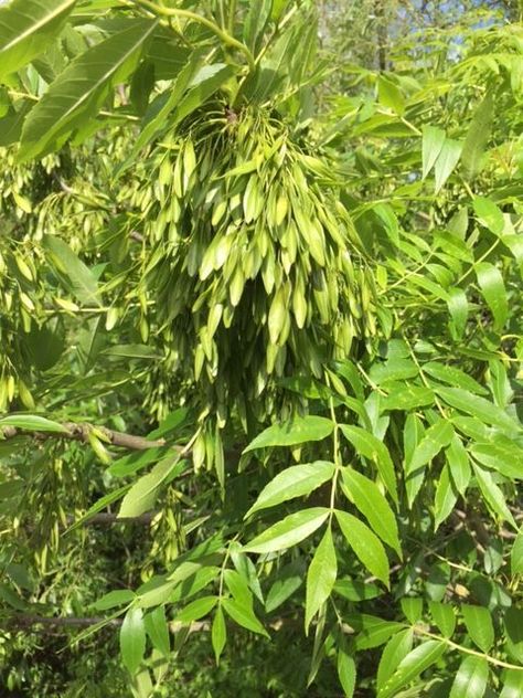 Ash trees - Fraxinus excelsior - Ash tree identification - Kent Downs Green Ash Tree, Fraxinus Excelsior, Ash Leaf, Cornwall Beaches, Tree Identification, Tree Magic, Summer Trees, Ash Tree, Green Ash