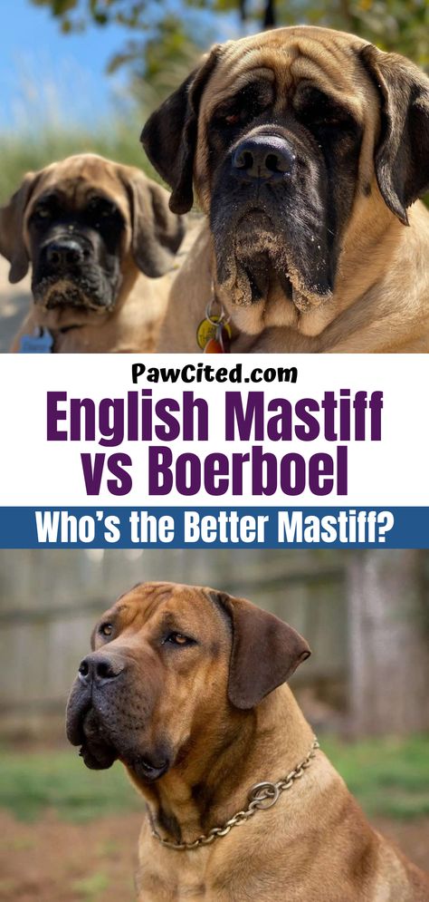 English Mastiff or Boerboel? Having difficulties in choosing one? Worry no more! To aid you in making a major decision, we have laid out a comprehensive article that touches every important aspect of knowing both. #englishmastiff #boerboel #dogbreed #dogcomparison #dogs Spanish Mastiff Puppy, Boerboel Mastiff, Boerboel Dog, Mastiff Dog Breeds, Akc Breeds, Dog Suit, Mastiff Dogs, Dog Training Advice, Puppy Training Tips