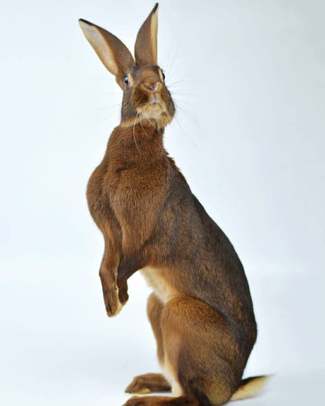 Belgian Hare Rabbit, Rabbit Looking Up, Hare Reference Photo, Hare Aesthetic, Hare Photos, Rabbit Reference, Bunny Photography, Hare Photo, Rabbit Standing