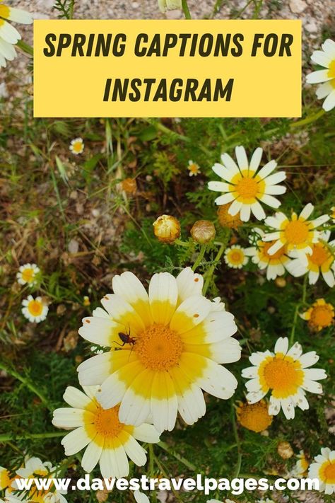 100+ Best Spring Instagram Captions – They’re ‘Blooming’ Good! Spring Captions, Smart Captions, Spring Jokes, Blossom Quotes, March Dump, Flower Captions For Instagram, Natural Beauty Quotes, March Quotes, Citations Instagram