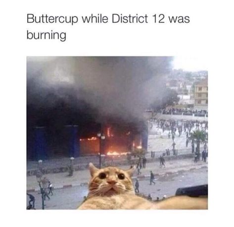 Cat Lol, Hunger Games Memes, Hunger Games Fandom, Hunger Games Humor, Hunger Games 3, Hunger Games Series, Cat Selfie, Hunger Games Trilogy, Katniss Everdeen